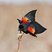 Red-winged Blackbird
